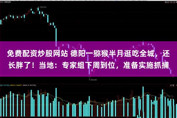 免费配资炒股网站 德阳一猕猴半月逛吃全城，还长胖了！当地：专家组下周到位，准备实施抓捕